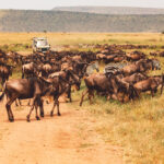 Wildebeest Migration Viewing