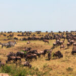 Masai Mara National Reserve