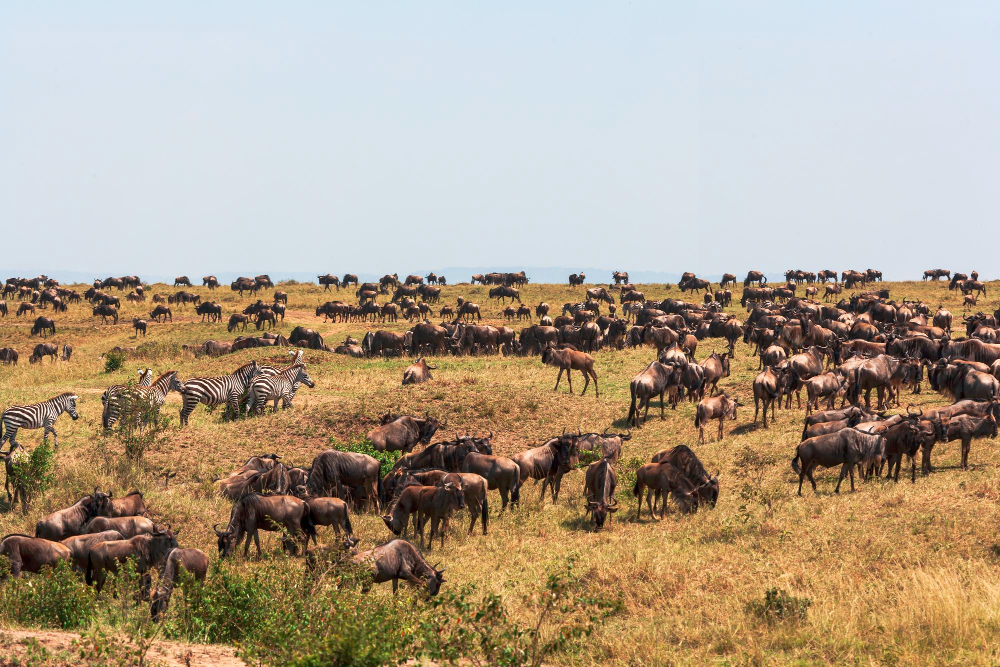 Masai Mara National Reserve