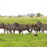 3 Days – Zebra Tracking & Boat Safari in Lake Mburo