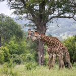 3 Days – Big Five Game Drive in Akagera National Park