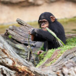 Cultural Village Experience