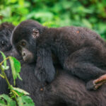 7 Days – Gorilla Habituation Experience in Bwindi