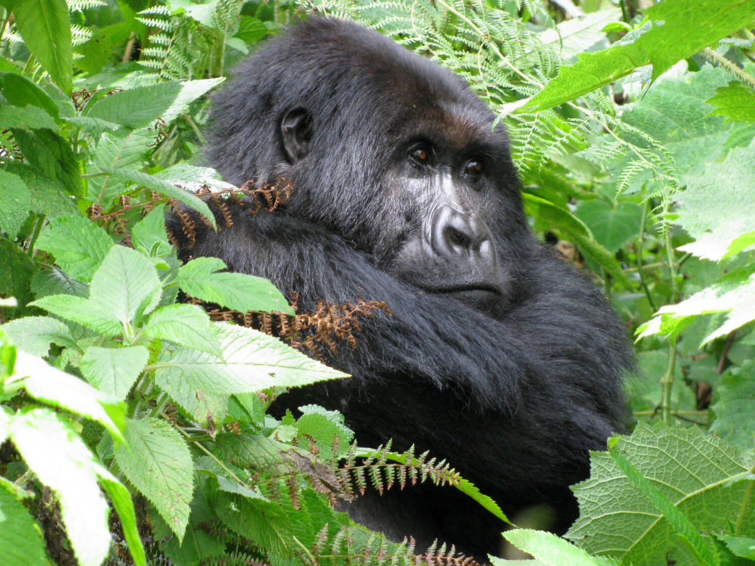 3 Days – Gorilla Trekking in Bwindi Impenetrable Forest