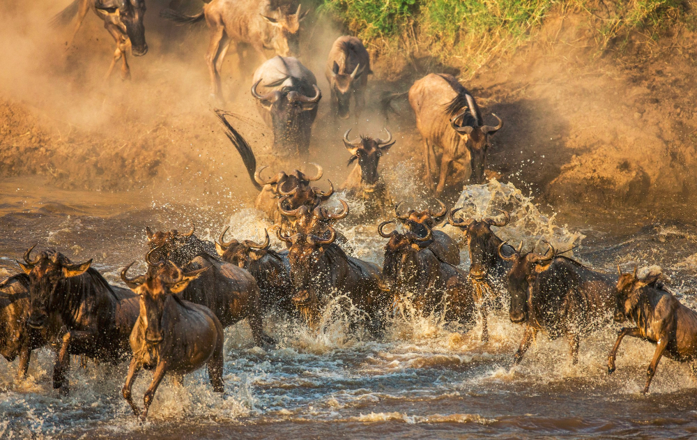 6 Days – Wildebeest Migration Safari in Serengeti