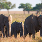 4 Days – Big Five Crater Tour in Ngorongoro