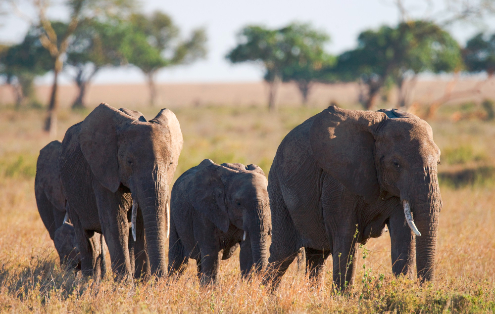 4 Days – Big Five Crater Tour in Ngorongoro