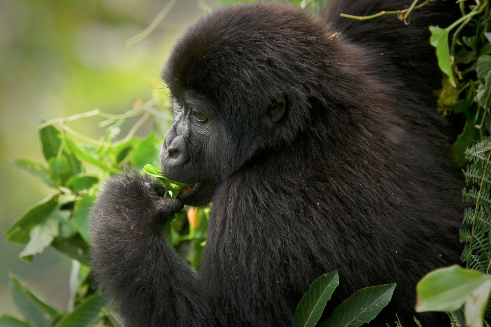 4 Days – Double Gorilla Trekking in Bwindi & Mgahinga