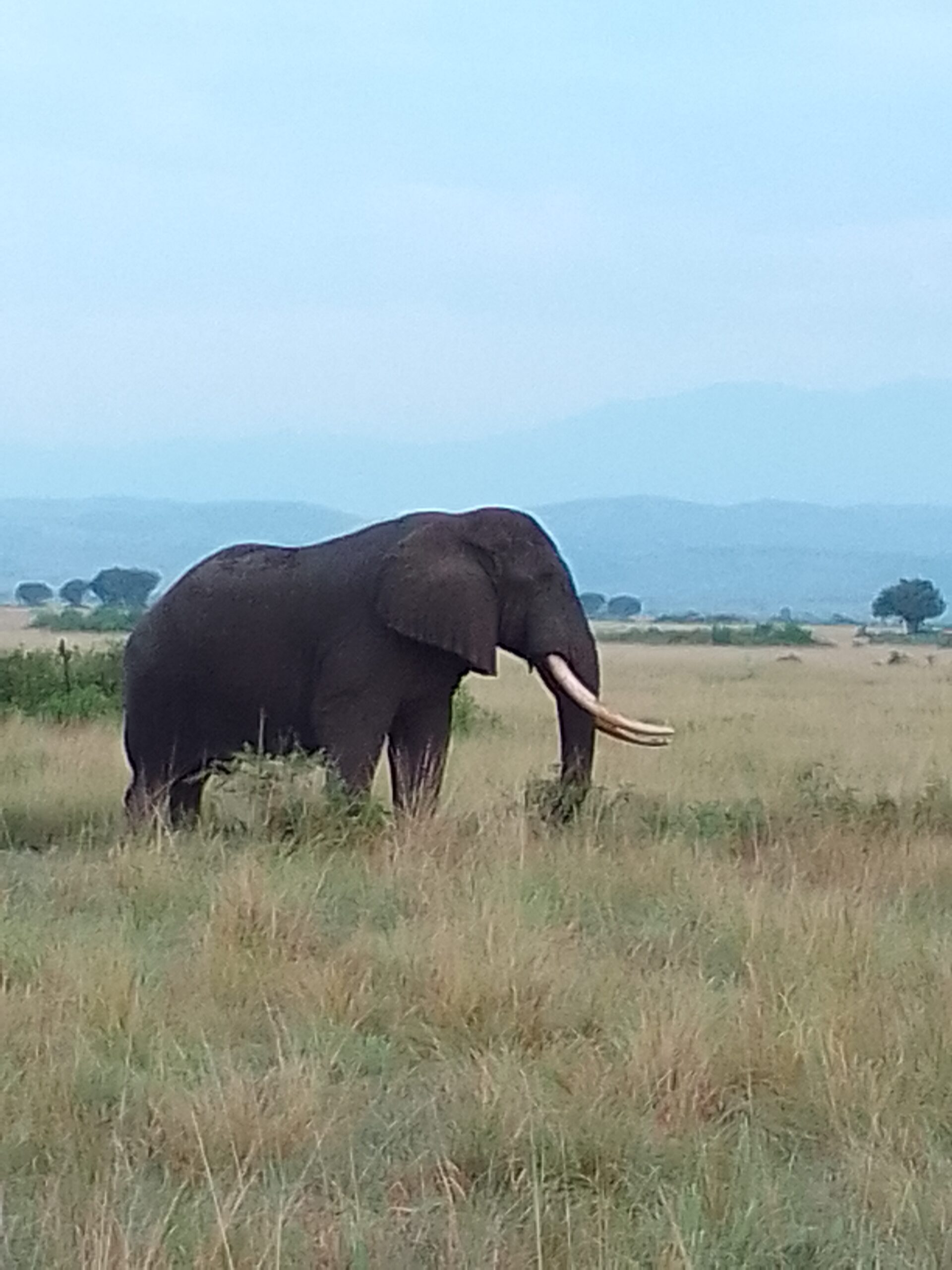 Game Drive
